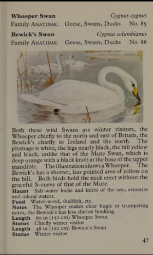 whooper swan page from Observer's Book of Birds